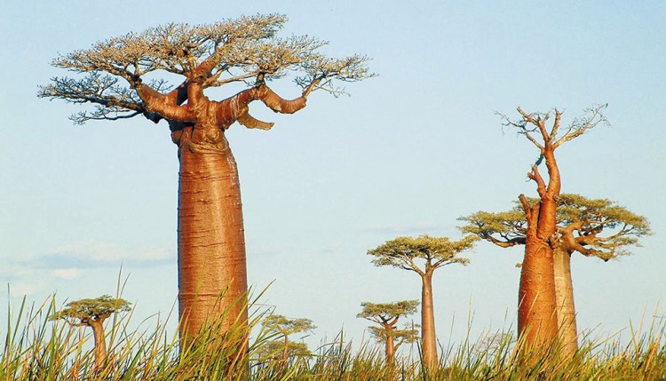 senegal baobab.jpg